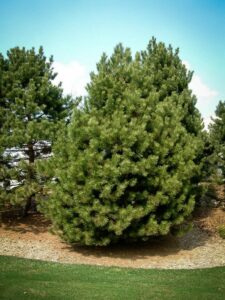 Сосна Чёрная (Pinus Nigra) купить по цене от 270.00р. в интернет-магазине «Посадика» с доставкой почтой в в Емвае и по всей России – [изображение №1].