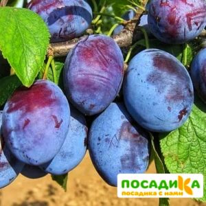 Слива Чачакская ранняя купить по цене от 229.00р. в интернет-магазине «Посадика» с доставкой почтой в в Емвае и по всей России – [изображение №1].