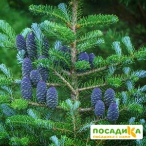 Пихта корейская (Abies koreana) купить по цене от 450.00р. в интернет-магазине «Посадика» с доставкой почтой в в Емвае и по всей России – [изображение №1].