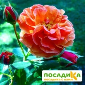 Роза Арабия купить по цене от 350.00р. в интернет-магазине «Посадика» с доставкой почтой в в Емвае и по всей России – [изображение №1].