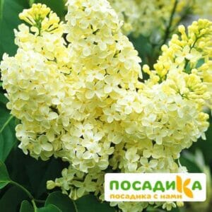 Сирень Примроуз (Primrose) купить по цене от 529.00р. в интернет-магазине «Посадика» с доставкой почтой в в Емвае и по всей России – [изображение №1].