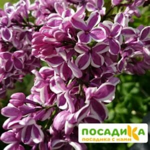 Сирень Сенсация купить по цене от 529.00р. в интернет-магазине «Посадика» с доставкой почтой в в Емвае и по всей России – [изображение №1].