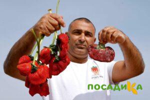 Клубника Гигант Джорнея купить по цене от 266р. в интернет-магазине «Посадика» с доставкой почтой в в Емвае и по всей России – [изображение №1].