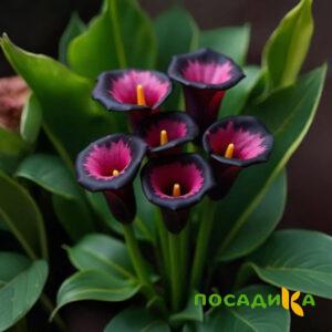 Калла Аура Лейс купить по цене от 400р. в интернет-магазине «Посадика» с доставкой почтой в в Емвае и по всей России – [изображение №1].