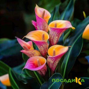 Калла Оникс купить по цене от 450р. в интернет-магазине «Посадика» с доставкой почтой в в Емвае и по всей России – [изображение №1].