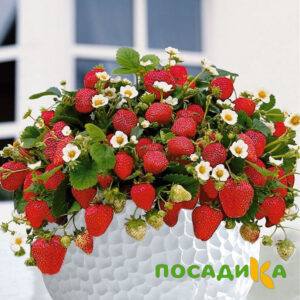 Клубника Рубиновый Шепот (горшечная) купить по цене от 240р. в интернет-магазине «Посадика» с доставкой почтой в в Емвае и по всей России – [изображение №1].