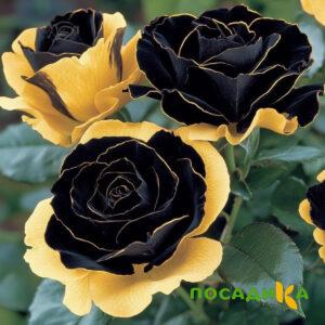 Роза Ханни Сикл купить по цене от 700р. в интернет-магазине «Посадика» с доставкой почтой в в Емвае и по всей России – [изображение №1].