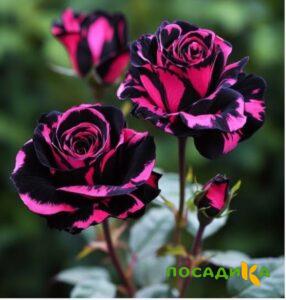 Роза Багровый Шепот купить по цене от 366р. в интернет-магазине «Посадика» с доставкой почтой в в Емвае и по всей России – [изображение №1].