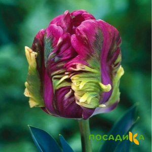 Тюльпан Экзотик Хэвен купить по цене от 186р. в интернет-магазине «Посадика» с доставкой почтой в в Емвае и по всей России – [изображение №1].